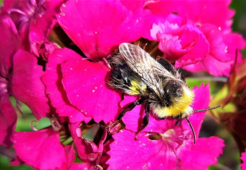 Bee on Sweet William, Dianthus barbutus