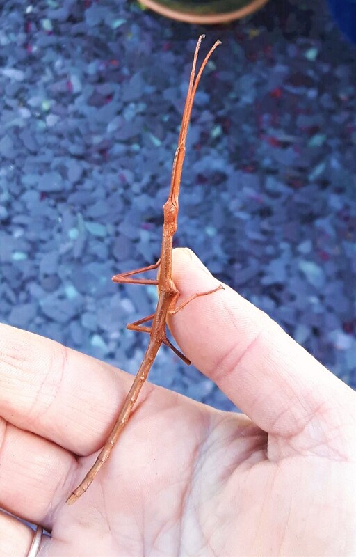 brown stick insect