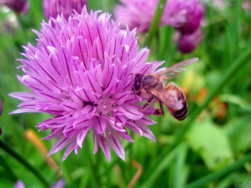 Honey bee on chive flowers