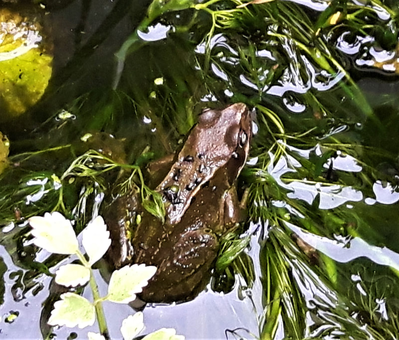 Frog sat in a pond