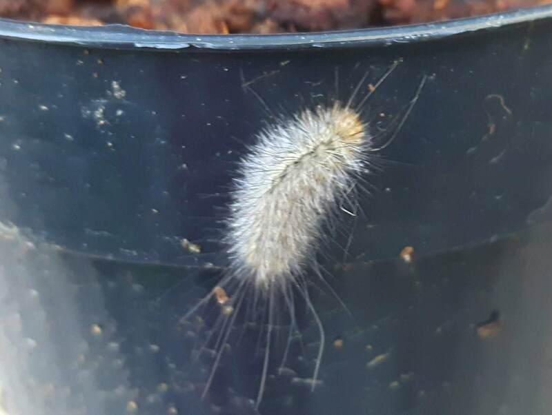 furry caterpillar