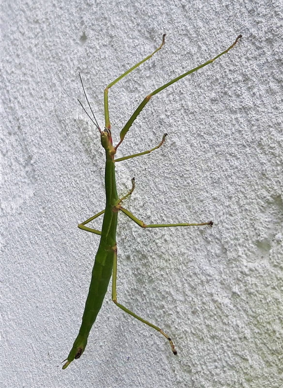 unarmed stick insect