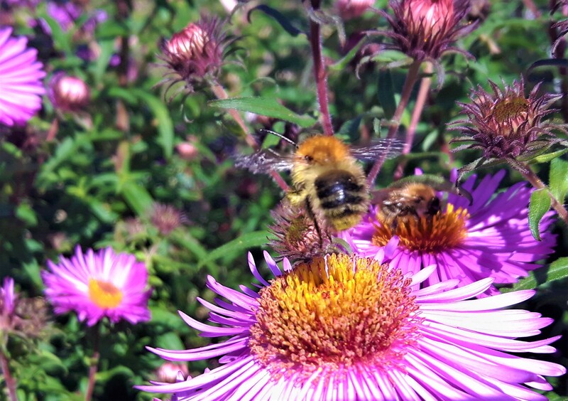 Carder bee on aster