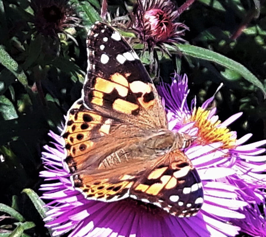 Painted lady butterfly feeding on an aster.