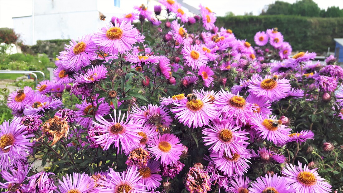 New England aster.