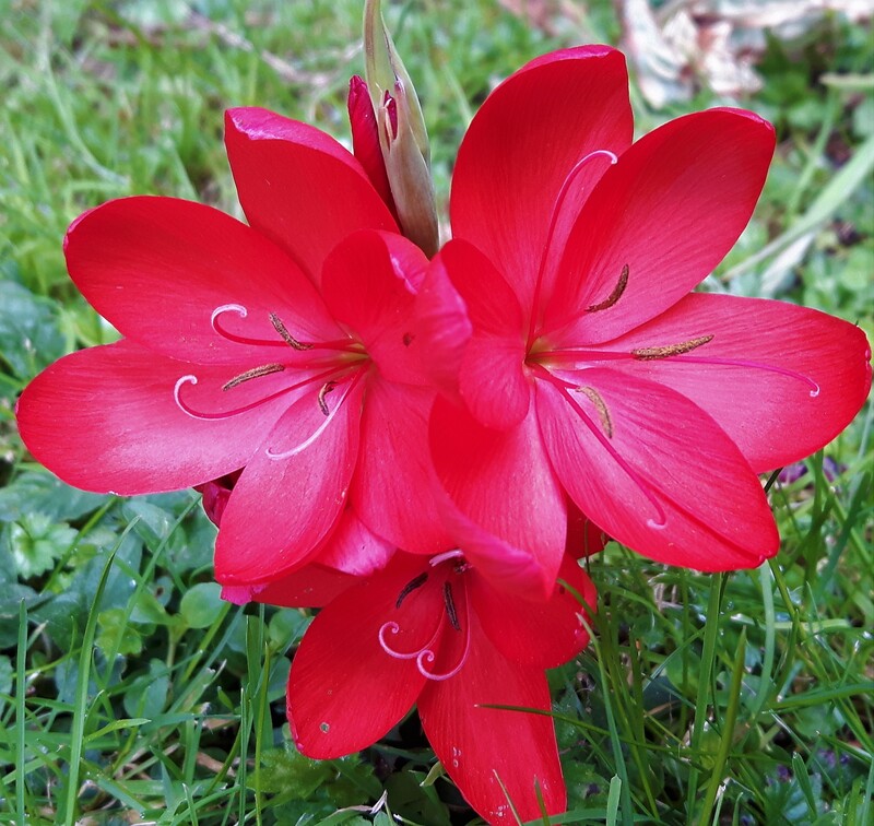 Hesperantha Rosy Pink