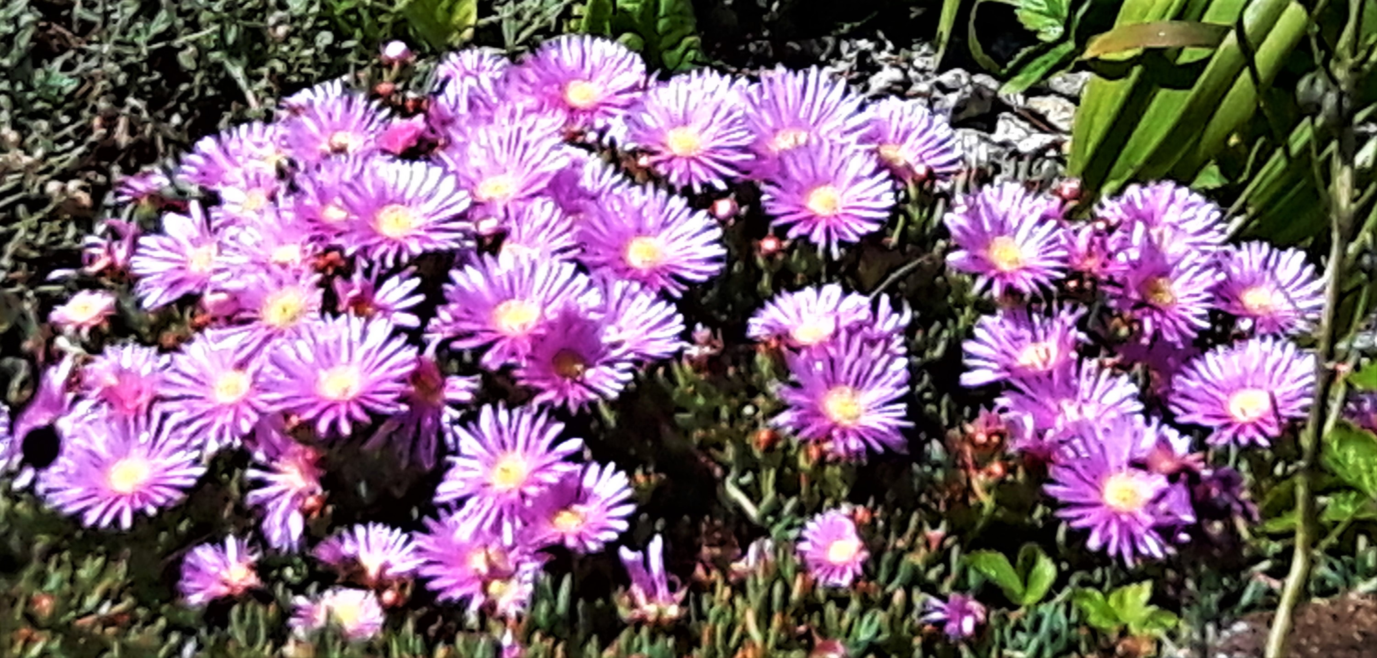 Lampranthus Ice Plant baby pink flowering hardy succulent with trailing  habit and summer flowers low maintenance plant with bold colour in 9cm pot  Rare colour!