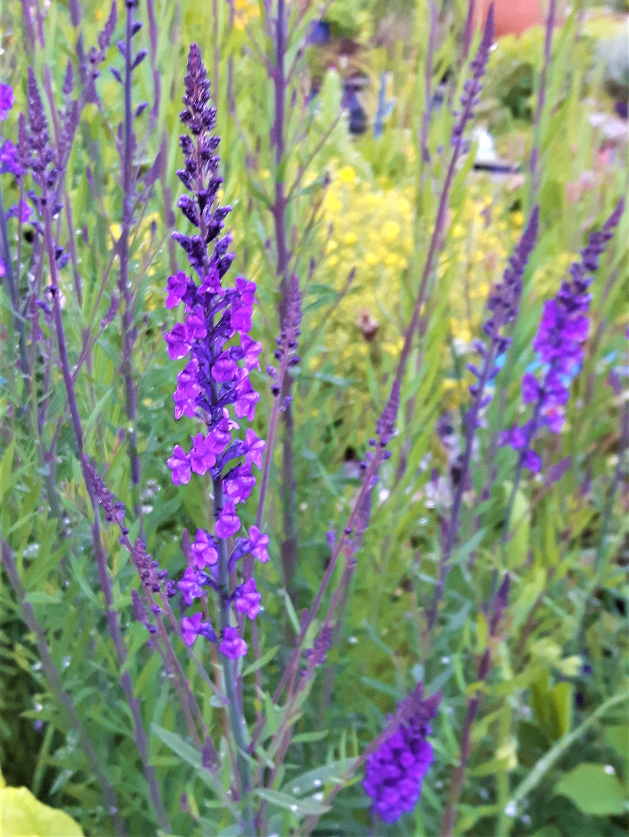 Image of Purple toadflax in a pot