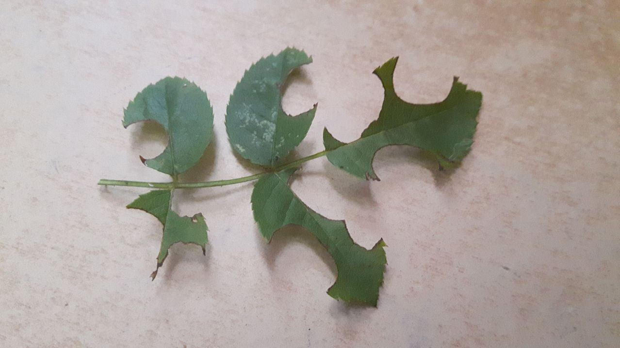 Rose leaves after leaf cutter